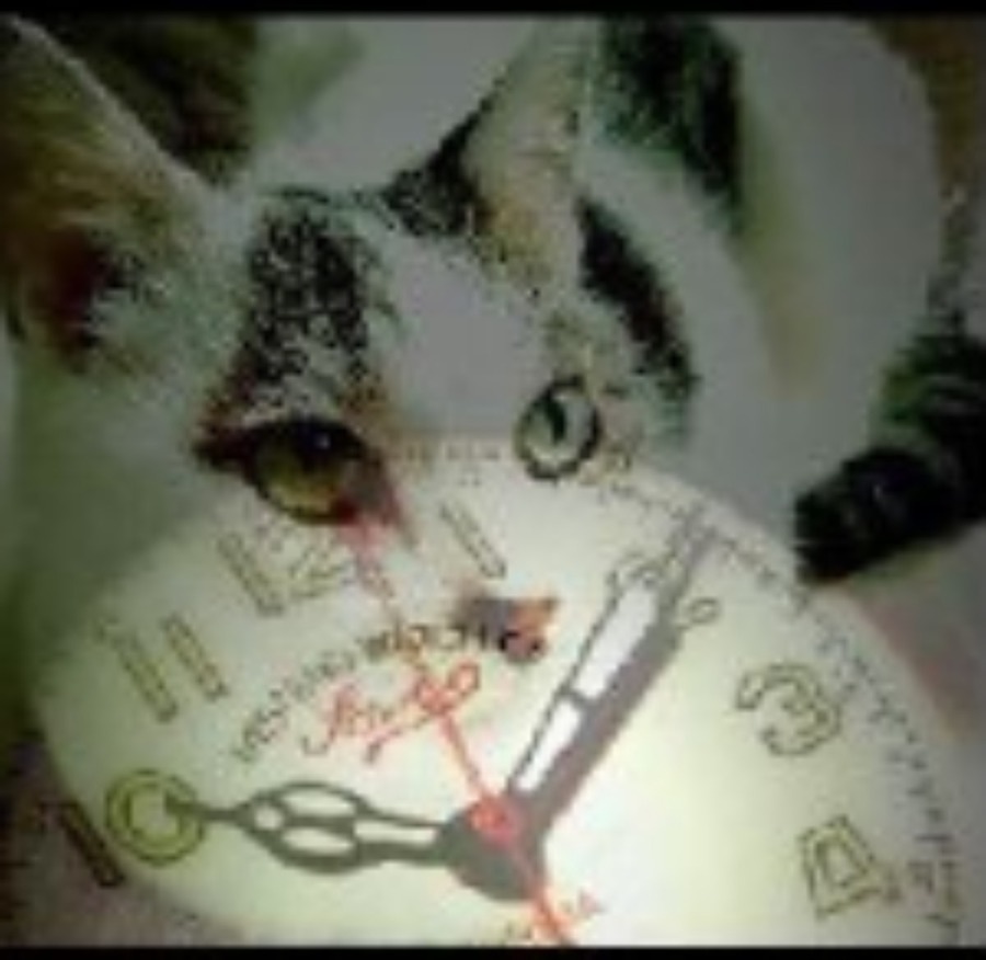 機械式時計をとことん楽しむ！｢僕と猫と時計と…徒然なるままに…｣の魅力
