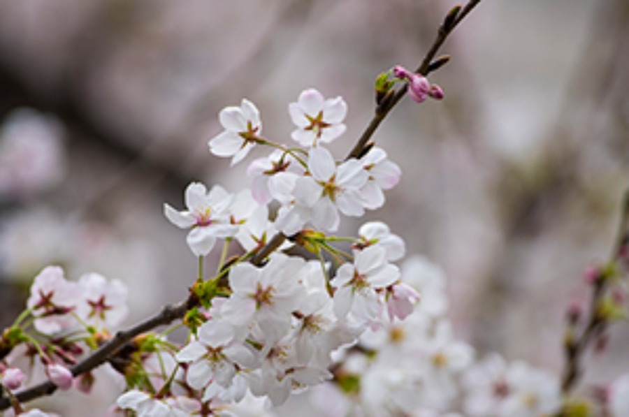 CITIZEN(シチズン)の零れ桜をイメージしたメカニカルウォッチの値段や特徴を調査！